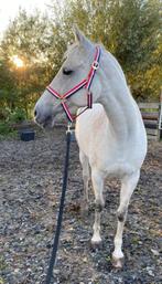 Fantastische merrie als weidemaatje/wandelpaard aangeboden, Dieren en Toebehoren, Paarden, Merrie, Gechipt, Niet van toepassing