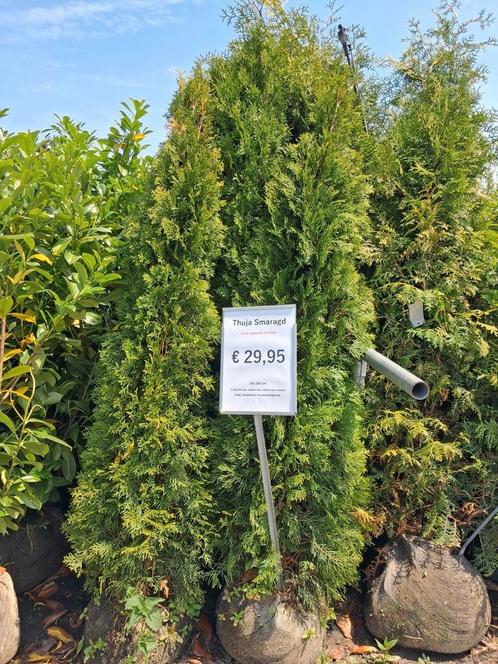 Thuja occidentalis Smaragd, smal opgaande conifeer, Tuin en Terras, Planten | Struiken en Hagen, Struik, Conifeer, 100 tot 250 cm