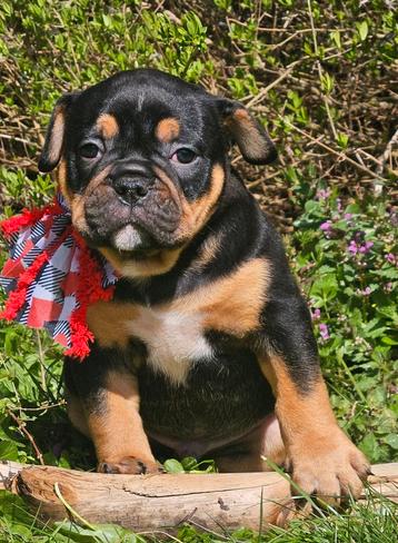 Prachtige old english bulldog pups beschikbaar voor biedingen