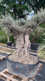 Olijfboom, 100 tot 250 cm, Olijfboom, Zomer, Ophalen