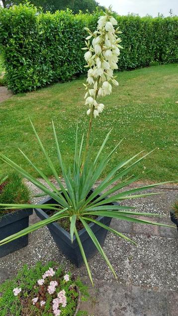 Bloeiende yucca Filamentosa Palmlelie, yucca bont variegata  beschikbaar voor biedingen