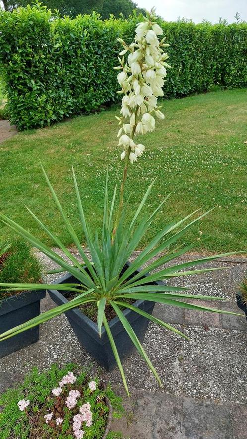 Bloeiende yucca Filamentosa Palmlelie, yucca bont variegata, Tuin en Terras, Planten | Tuinplanten, Vaste plant, Zomer, Ophalen