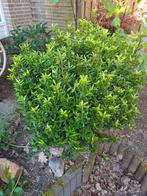 Ilex Crenata ‘Green Hedge’ of Japanse Hulst, Tuin en Terras, Planten | Tuinplanten, Vaste plant, Ophalen of Verzenden, Overige soorten