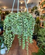 String of turles hangplant stekjes, Huis en Inrichting, Kamerplanten, Ophalen of Verzenden, Overige soorten, Minder dan 100 cm