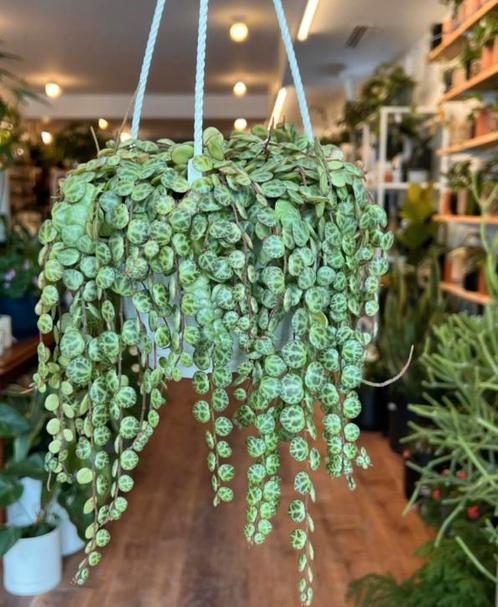 String of turles hangplant stekjes, Huis en Inrichting, Kamerplanten, Overige soorten, Minder dan 100 cm, Ophalen of Verzenden