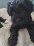 Boompoo puppy's  (boomer × toy poedel) nog 1 teefje, Dieren en Toebehoren, Overige rassen, 8 tot 15 weken, Meerdere, Meerdere dieren