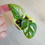 Monstera adansonii Archipelago stekje, Ophalen of Verzenden, Overige soorten, Minder dan 100 cm