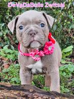 Prachtige old english bulldog pups., Dieren en Toebehoren, Honden | Bulldogs, Pinschers en Molossers, Bulldog, Meerdere, Meerdere dieren