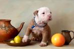 Prachtige old english bulldog pup reutje, Dieren en Toebehoren, CDV (hondenziekte), Meerdere, Bulldog, 8 tot 15 weken