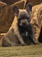 Franse Bulldog Puppy’s nog 1 reutje beschikbaar, Dieren en Toebehoren, Honden | Bulldogs, Pinschers en Molossers, Rabiës (hondsdolheid)