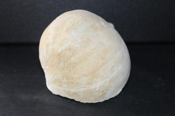 Nautilus Boven-Krijt, Verzamelen, Mineralen en Fossielen, Fossiel, Ophalen of Verzenden