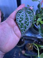 Piper sp crocatum stek, Huis en Inrichting, Kamerplanten, Ophalen, Overige soorten, Halfschaduw, Minder dan 100 cm