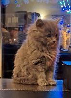 Grijze kittens Noorse Boskat x Britse langhaar/ Pers, Meerdere dieren, Ontwormd, 0 tot 2 jaar