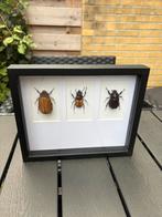 Opgezette kevers in een 3d lijst, Verzamelen, Ophalen of Verzenden, Nieuw, Insect, Opgezet dier
