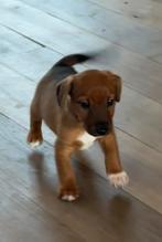 Knappe Jack Russel pup, kruising Jack Russell/Dwergpinscher, Dieren en Toebehoren, Honden | Niet-rashonden, Reu, CDV (hondenziekte)