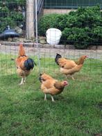 Wyandotte krielkippen., Dieren en Toebehoren, Pluimvee, Vrouwelijk, Kip