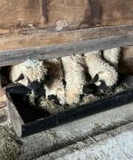 2 Walliser schwarznase ramlammeren, Dieren en Toebehoren, Schapen, Geiten en Varkens, Meerdere dieren, Schaap