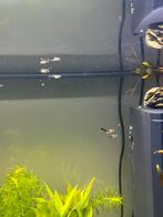 Baby guppen, Vis, Zoetwatervis