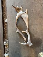 Hert gewei, Antiek en Kunst, Ophalen of Verzenden