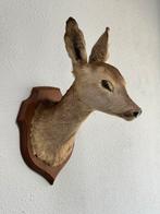 Taxidermie mooie Opgezette Ree kop - Capreolus wandmontage, Ophalen of Verzenden, Zo goed als nieuw, Hert, Gewei of Kop