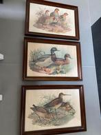Antieke Franse schilderijen met vogels en eend, Antiek en Kunst, Curiosa en Brocante, Ophalen of Verzenden