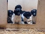 Prachtige friese stabij pups, Overige rassen, 8 tot 15 weken, Meerdere, Meerdere dieren