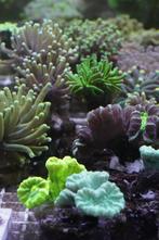 Koraal Stekjes LPS - Acantastrea - Goniopora - Galaxea, Overige typen, Zoutwatervis