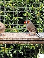 Zebra Vinkje mannetje, Dieren en Toebehoren, Mannelijk, Tropenvogel
