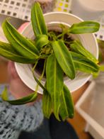 Anthurium warocqueanum, Ophalen of Verzenden, Overige soorten, Halfschaduw, Minder dan 100 cm