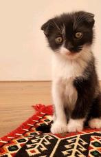 Britse Korthaar & Scottish Fold kruising Kitten + Moeder, Dieren en Toebehoren, Katten en Kittens | Raskatten | Korthaar, Meerdere dieren