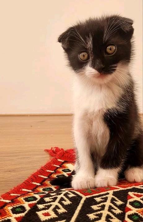 Britse Korthaar & Scottish Fold kruising Kitten + Moeder, Dieren en Toebehoren, Katten en Kittens | Raskatten | Korthaar, Meerdere dieren
