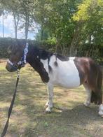 Superlieve mini shetlander te koop, hengstje, 3 jr., Dieren en Toebehoren, Hengst, Onbeleerd, Gechipt, 3 tot 6 jaar