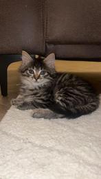 Maine Coon X Kittens te koop, Meerdere dieren, Ontwormd, 0 tot 2 jaar