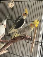 Valkparkiet koppel, Dieren en Toebehoren, Vogels | Parkieten en Papegaaien, Meerdere dieren, Parkiet, Tam