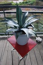 Mooie Agave., Tuin en Terras, Volle zon, Vaste plant, Bloeit niet, Ophalen