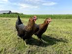 Mooie tamme harco kippen gesekst en ingeënt goede leggers, Dieren en Toebehoren, Kip, Vrouwelijk