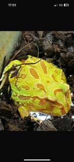 Pacman kikker inclusief terrarium, Dieren en Toebehoren, Reptielen en Amfibieën, Amfibie, Met terrarium, 0 tot 2 jaar