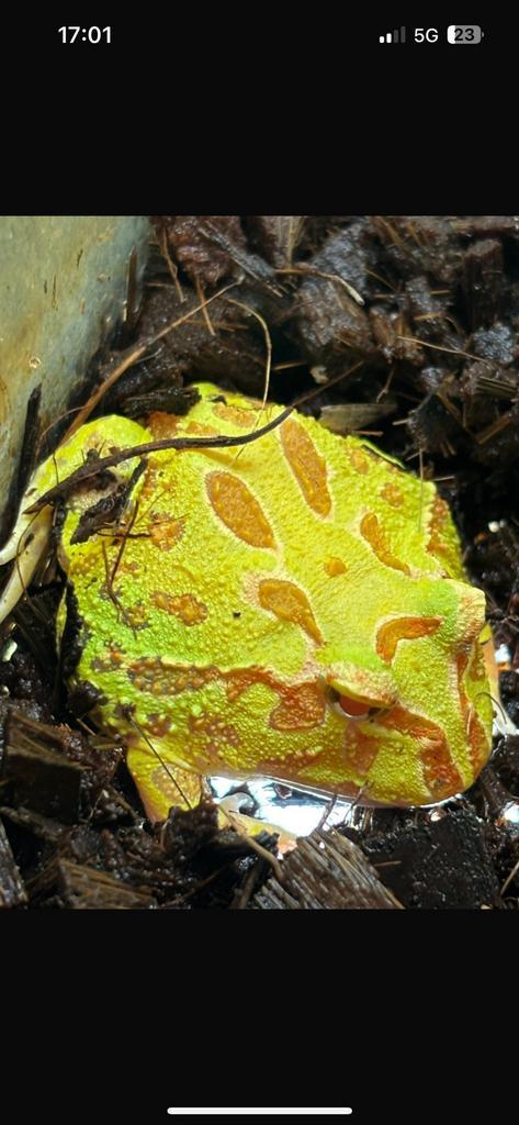 Pacman kikker inclusief terrarium