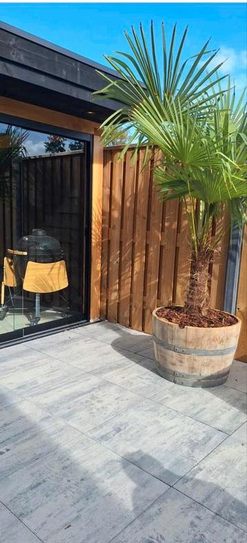 Nabloeiers herfstbloeiers wintergroeneikenhouten bloembakken beschikbaar voor biedingen