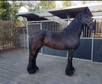 Friese stermerrie, Dieren en Toebehoren, Paarden, Merrie, Niet van toepassing, 160 tot 165 cm, 11 jaar of ouder