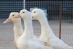 Pekingeend/loopeend, Dieren en Toebehoren, Pluimvee, Mannelijk, Eend