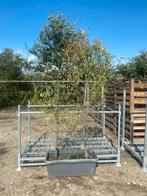 Leischerm eetbare peren (Pyrus), Ophalen, Volle zon, Vaste plant, Zomer