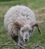 Dekram Ouessantschaap huren | Verschillende kleuren, Dieren en Toebehoren, Schapen, Geiten en Varkens, Mannelijk, Schaap, 3 tot 5 jaar
