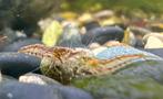 Mini garnalen, Dieren en Toebehoren, Kreeft, Krab of Garnaal