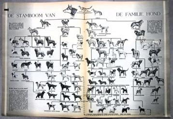Artikel over honden 1953 Stamboom van de familie Hond beschikbaar voor biedingen