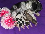 Prachtige Shih Tzu pups, Dieren en Toebehoren, Honden | Chihuahua's en Gezelschapshonden, Rabiës (hondsdolheid), Overige rassen