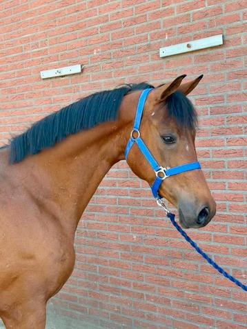 Aansprekende 4 jarige E pony beschikbaar voor biedingen