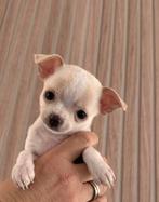 Lieve Chihuahua pup te koop- witte teefje beschikbaar, 8 tot 15 weken, CDV (hondenziekte), Meerdere, Meerdere dieren