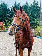 Lieve 5 jarige merrie, Merrie, Dressuurpaard, 3 tot 6 jaar, 160 tot 165 cm