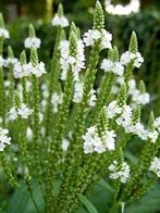 ijzerhard, verbena hastata alba, Ophalen, Zomer, Overige soorten, Volle zon